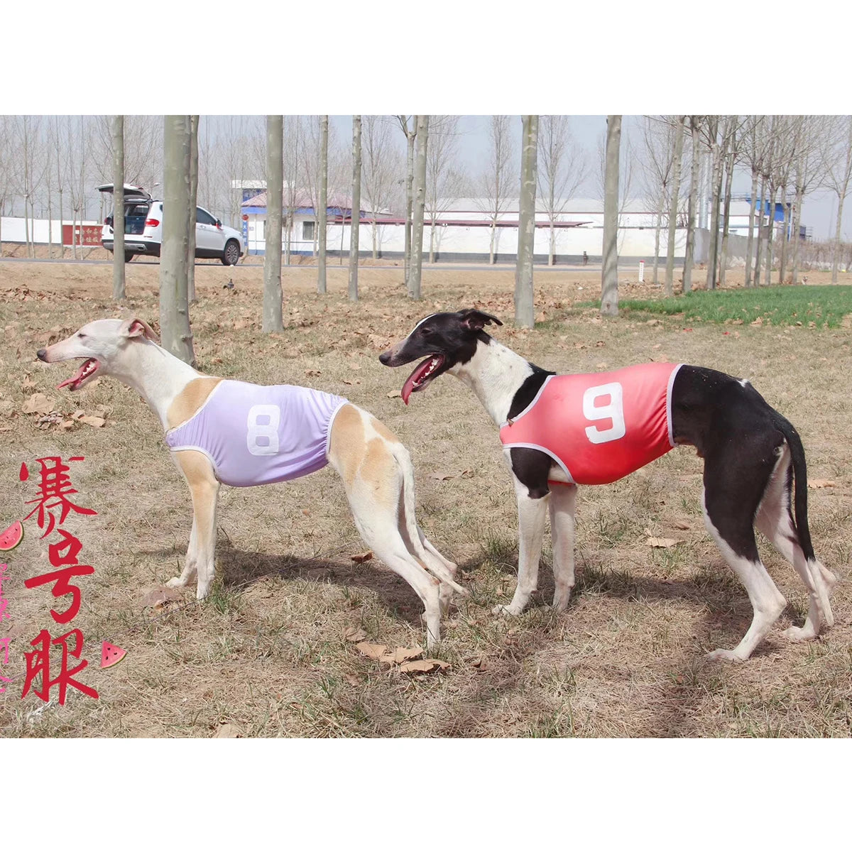 Summer Dog Vest Jackets Whippet Greyhound Suit