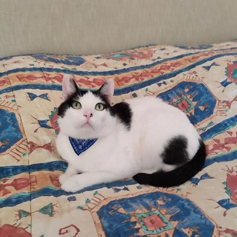 Adjustable Pet Puppy Neckerchief