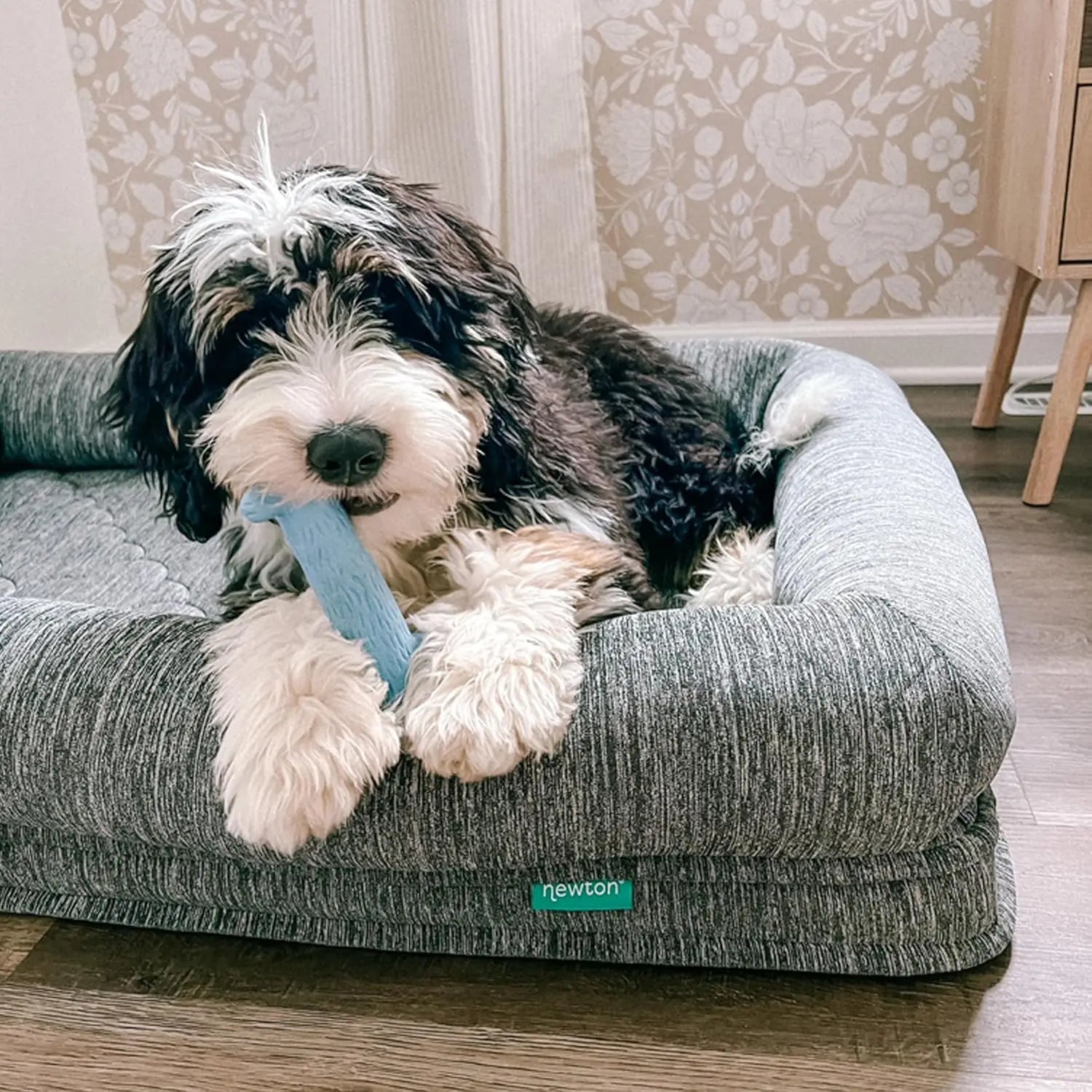 Newton Orthopedic Pet Bed