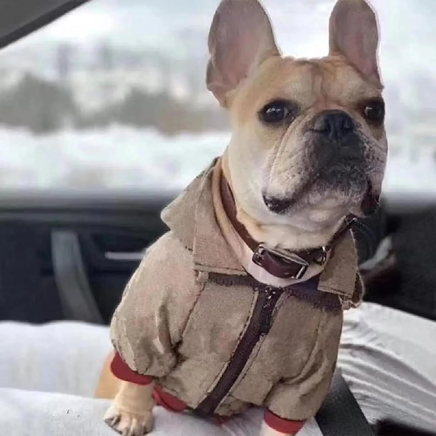 SULEGR  Hoodie Luxury Winter Dog Jacket